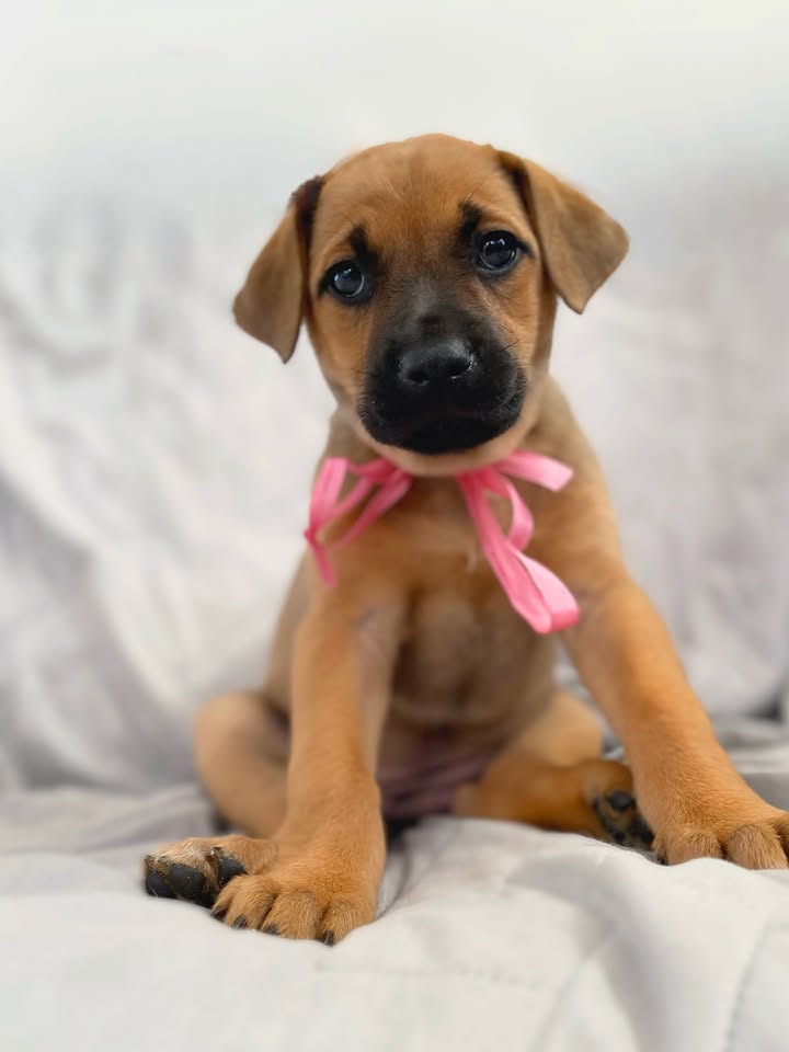 Adopta a Florecita, cachorrita dulce y tierna en Bogotá 