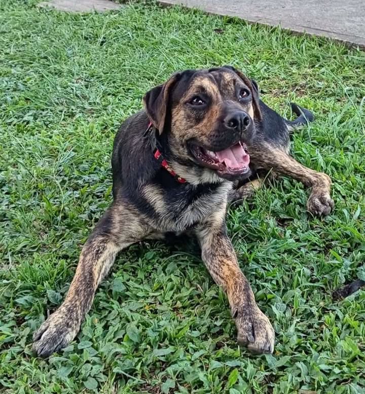 Perro en busca de un hogar responsable 