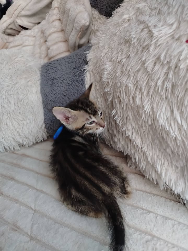 Adopción gatitos Bogotá 