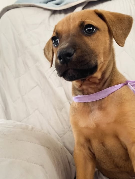 Cachorro juguetón y tierno en adopción en Bogotá 
