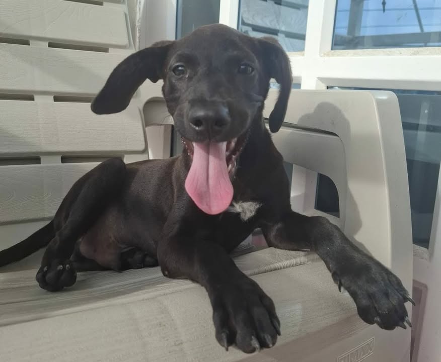 Adopción de perro en Pereira, Risaralda 