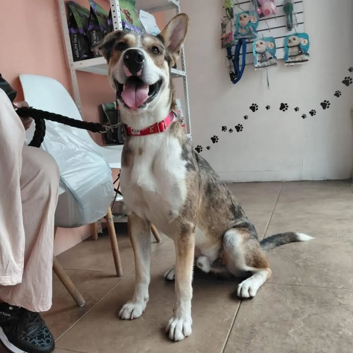 Perro macho en adopción en Cartago 