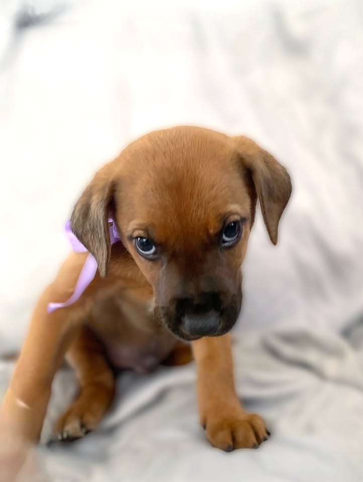 Adopción de cachorro "Arbolito dormilón" en Bogotá 