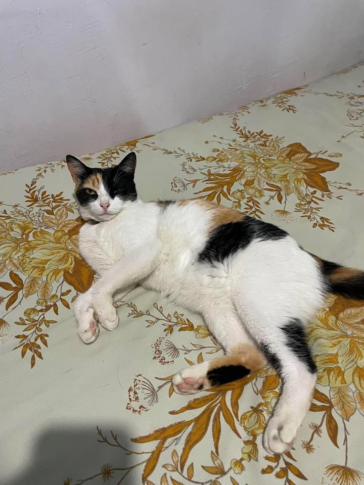 Linda Gatica busca hogar en Pereira 