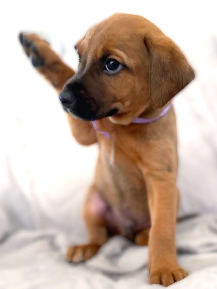 Adopción de cachorro "Arbolito dormilón" en Bogotá 
