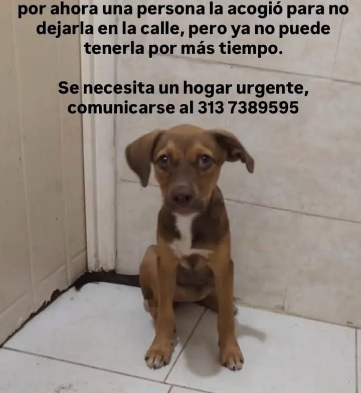 Perro en adopción urgente en Tuluá, Valle 