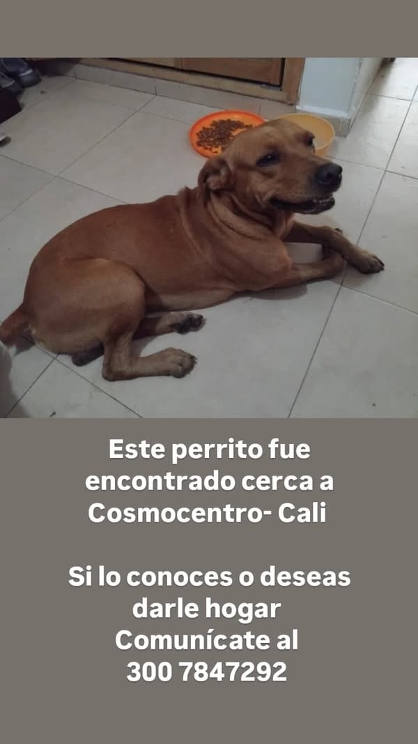 Perro encontrado en Cosmocentro- Cali 