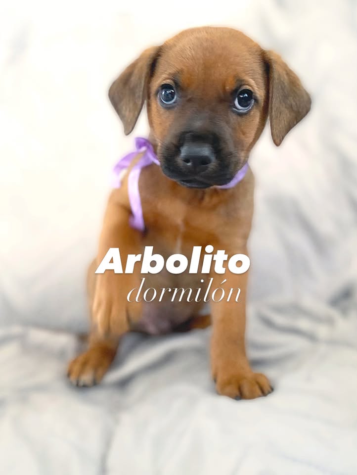 Adopción de cachorro "Arbolito dormilón" en Bogotá 