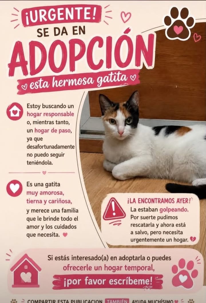 Gatita en adopción en Tuluá 
