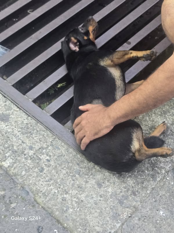 Perrita atropellada necesita encontrar a su familia urgentemente 