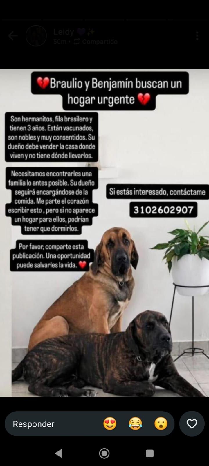 Braulio y Benjamin: Hermanitos Brasileños Buscan Hogar Urgente 