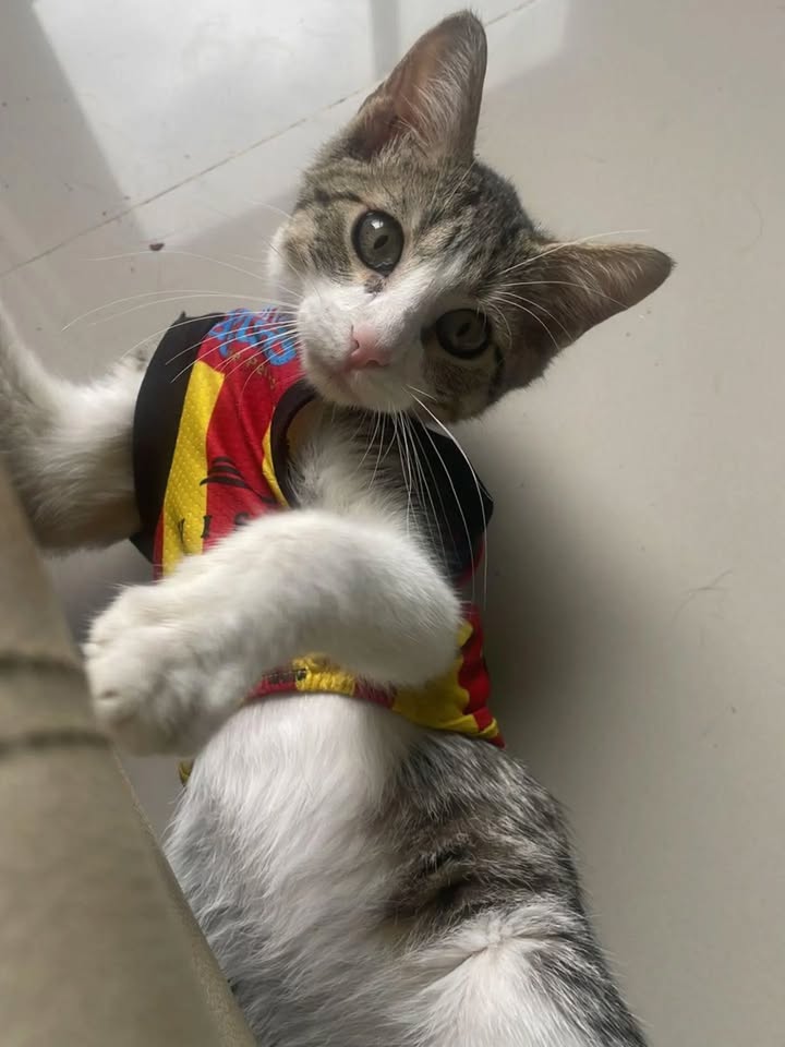 Gatito de 4 meses busca hogar responsable 