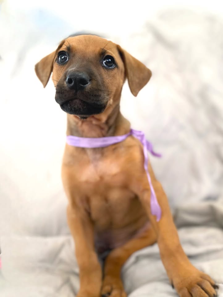 Cachorro juguetón y tierno en adopción en Bogotá 