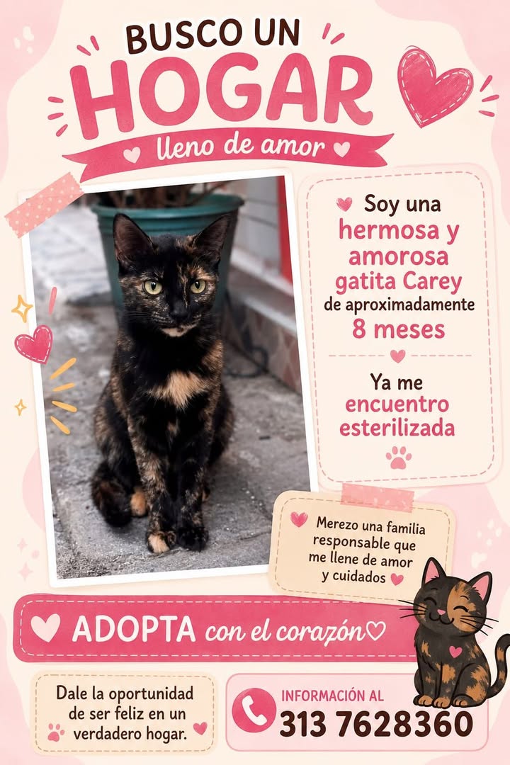 Adopta una gata llamada Carey en Tuluá 