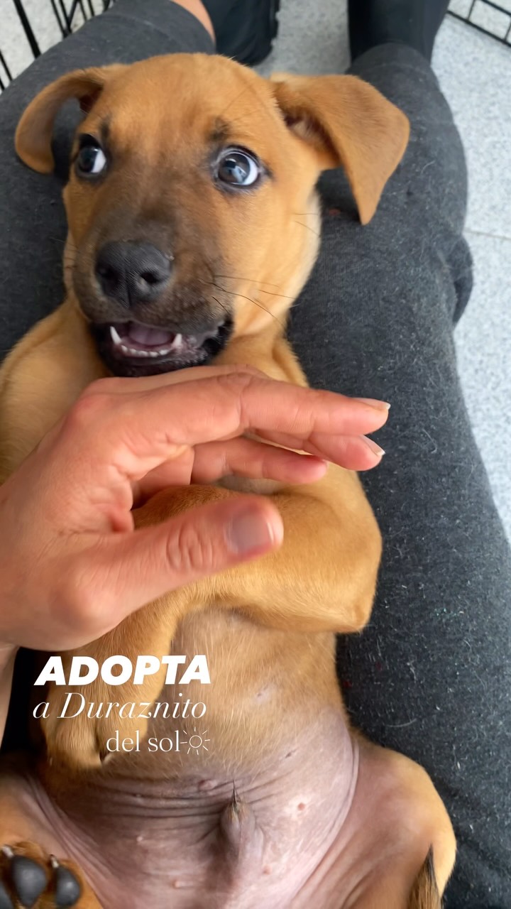 Adopta perrito Duraznito en Bogotá 