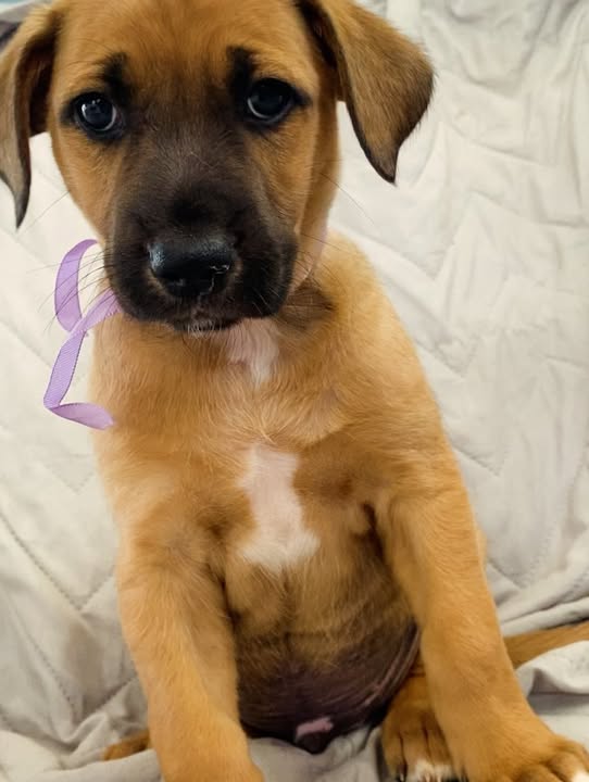 Botoncito de la montaña cachorro en adopción 