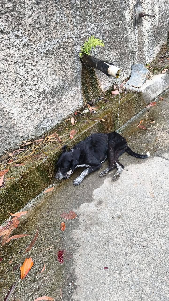 Perra rescatada gravemente herida en Amagá 