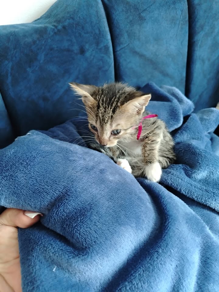 Adopción de Gatitos en Bogotá 