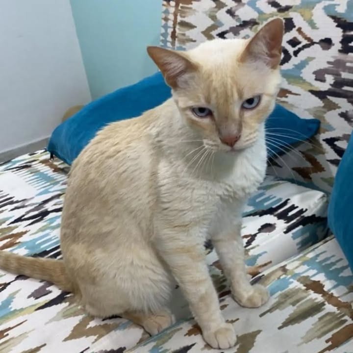 Gato de 7 meses en adopción responsable en Pereira 