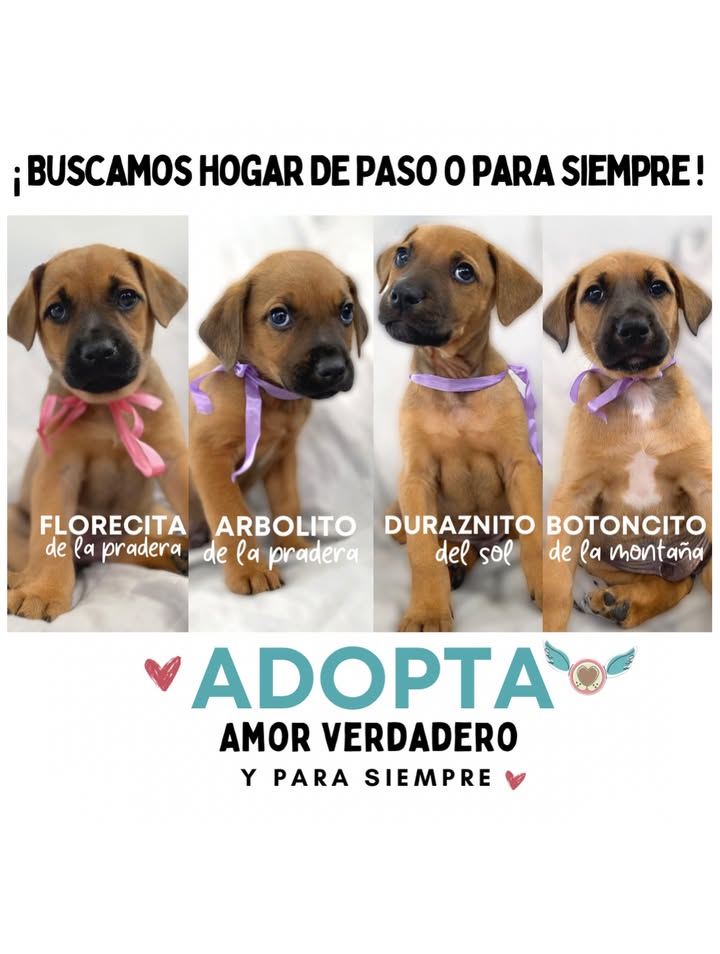 Adopta a Florecita, cachorrita dulce y tierna en Bogotá 