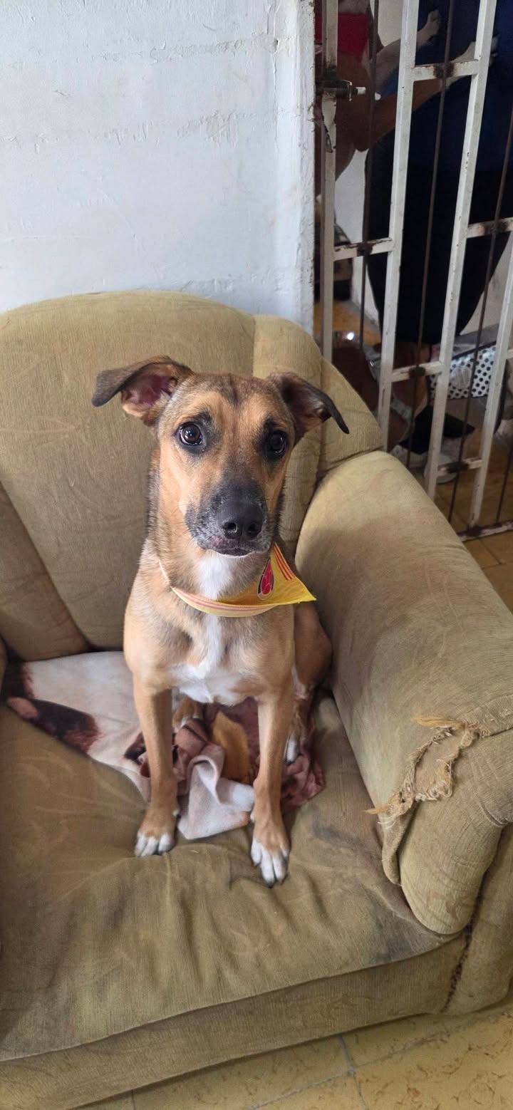 Adopción de perra Luna en Armenia, Quindío 