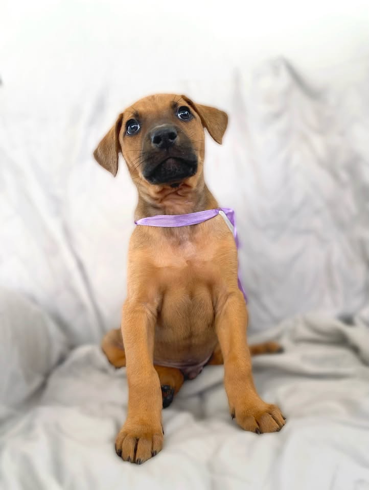 Cachorro juguetón y tierno en adopción en Bogotá 