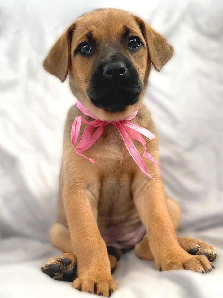 Adopta a Florecita, cachorrita dulce y tierna en Bogotá 