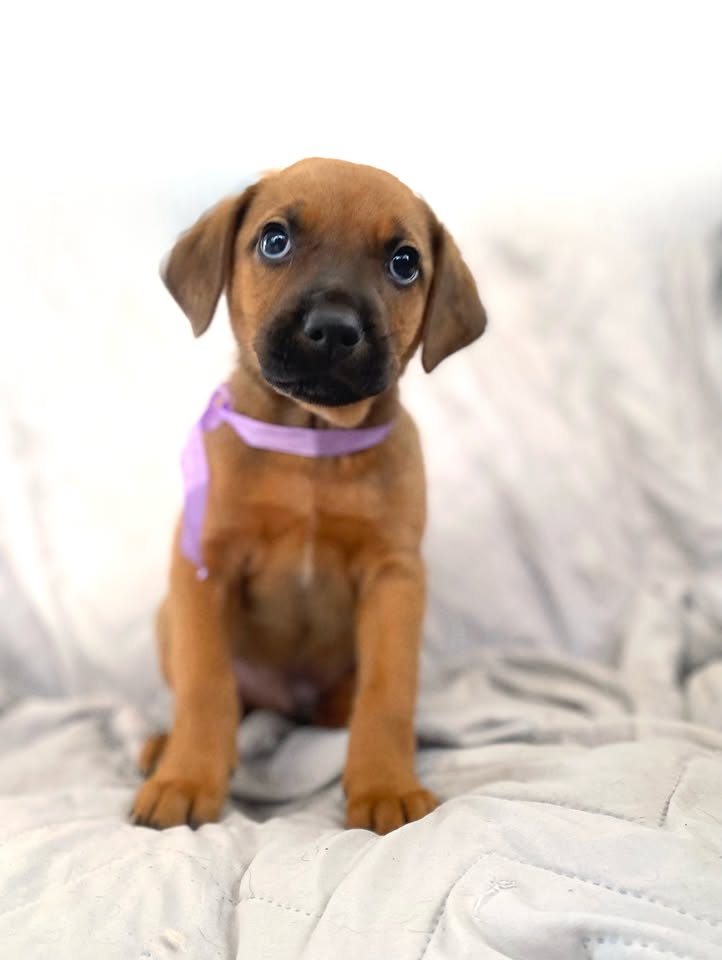 Adopción de cachorro "Arbolito dormilón" en Bogotá 