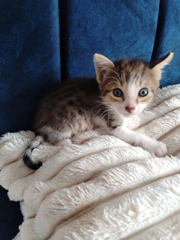 Adopción de Gatitos en Bogotá 