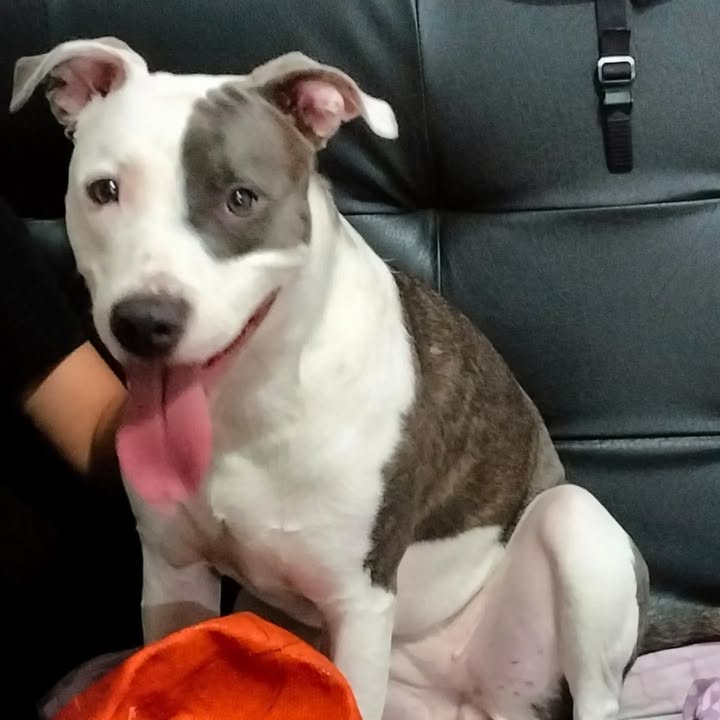 Perrita American Stanford en adopción en Pereira 