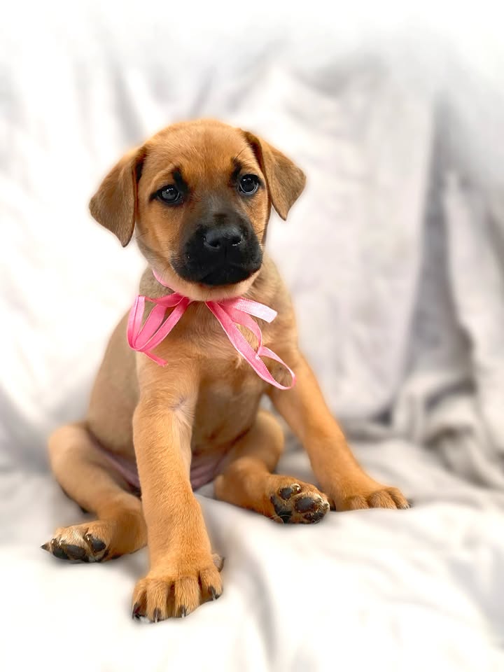 Adopta a Florecita, cachorrita dulce y tierna en Bogotá 
