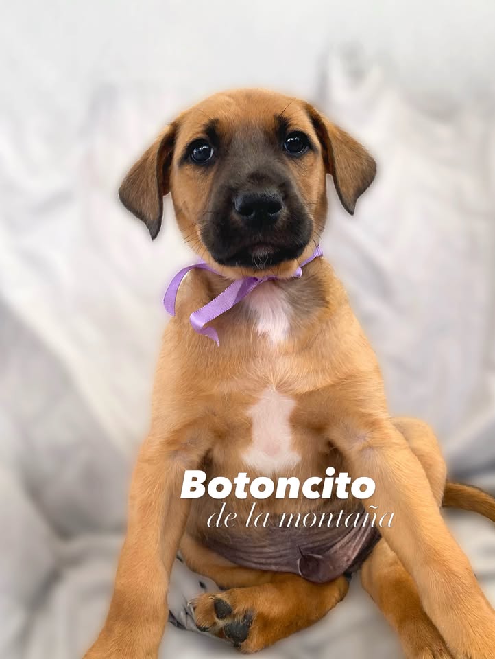 Botoncito de la montaña cachorro en adopción 