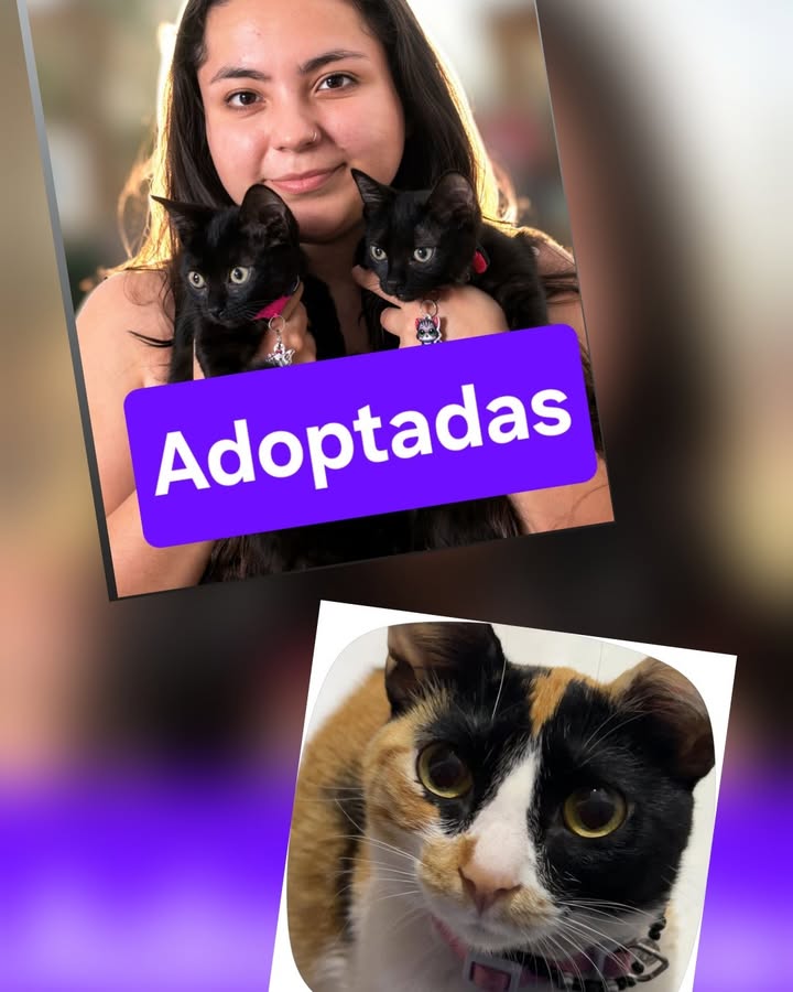 Gatitos Mora y Uva Adoptados con su hermana Mandarina en Armenia, Quindío 