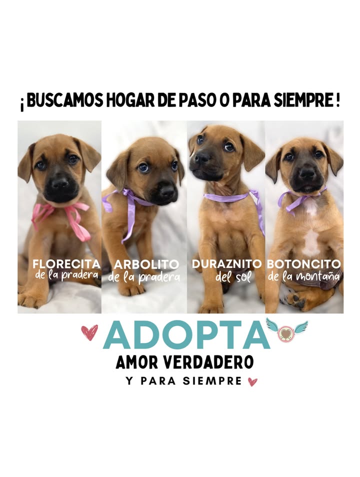 Cachorro juguetón y tierno en adopción en Bogotá 