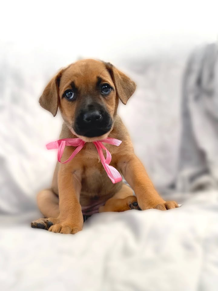 Adopta a Florecita, cachorrita dulce y tierna en Bogotá 