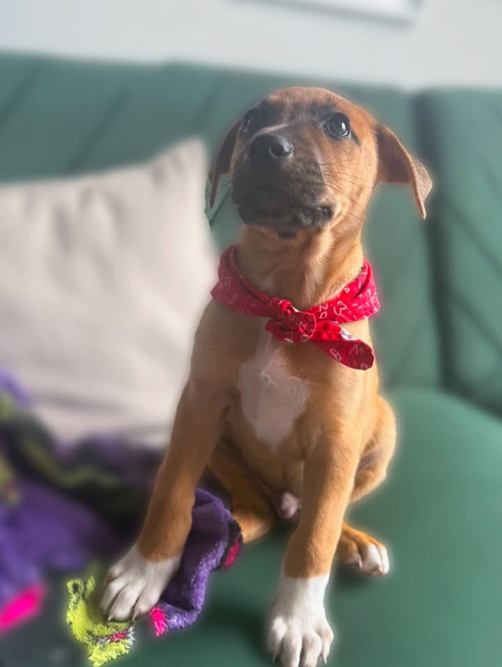 Adopta a Tomatito, un tierno cachorro listo para encontrar su hogar 