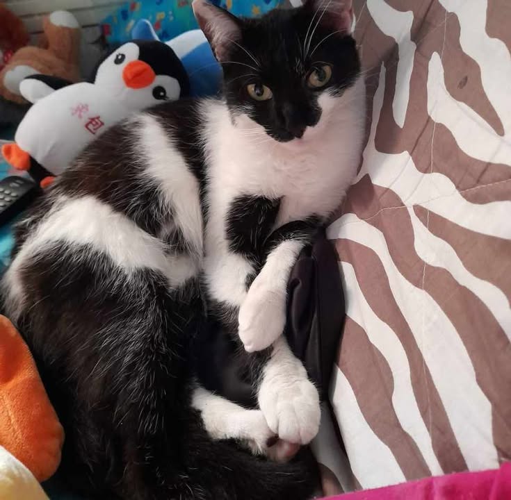 Linda Gatica busca un hogar responsable y amoroso 