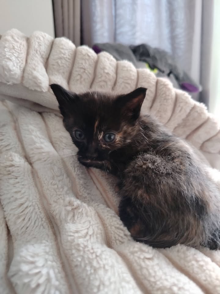 Adopción de Gatitos en Bogotá 