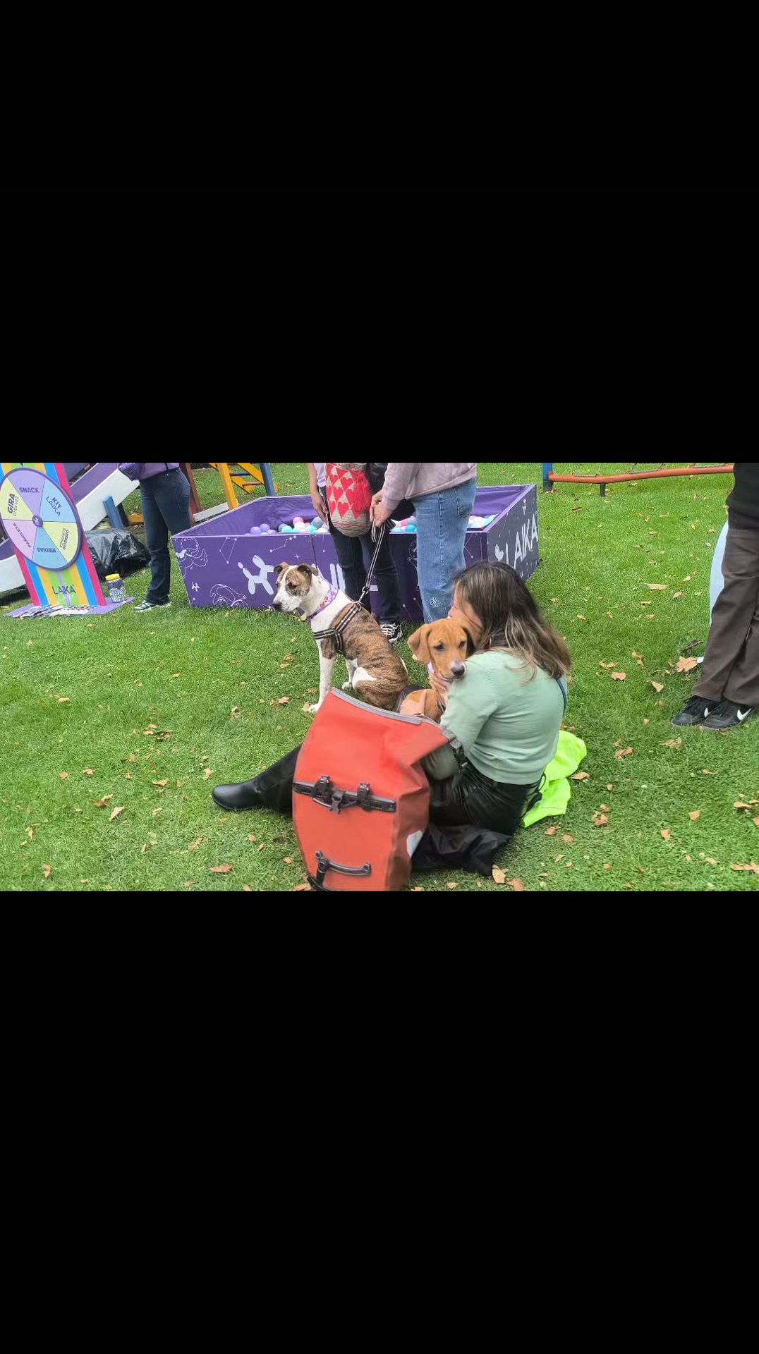 Adopción de cachorros nobles y juguetones en Bogotá 