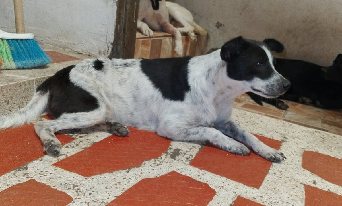 Adopta a Blanquita, perra rescatada en Tuluá, Valle 