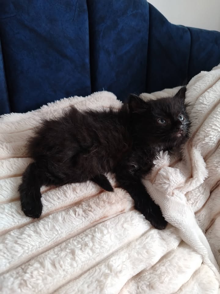 Adopción de Gatitos en Bogotá 