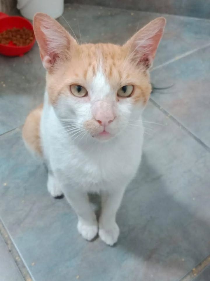 Gato en adopción en Pereira, Risaralda 