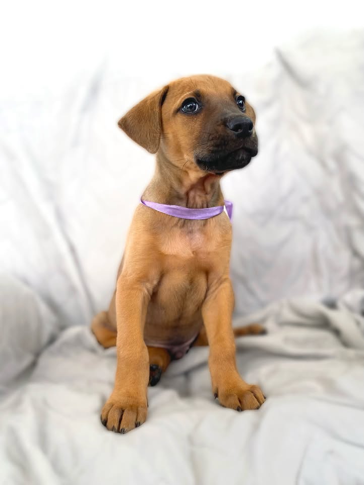 Cachorro juguetón y tierno en adopción en Bogotá 