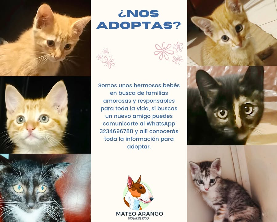 Gatitos disponibles para adopción en Manizales 