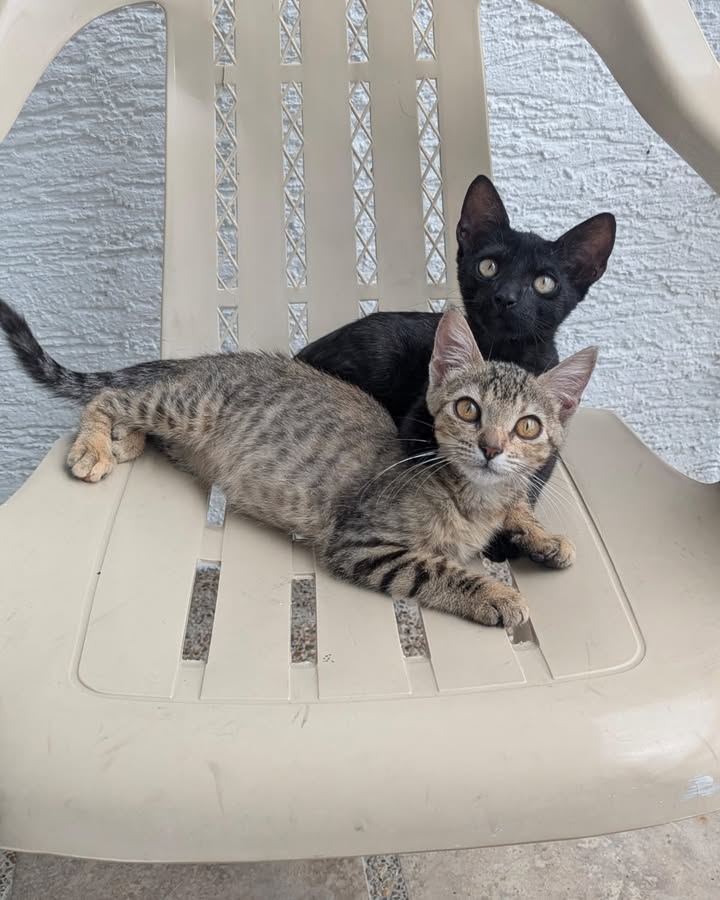 Adopción de Gatitas Jovenes Tati y Misifu en Armenia, Quindío 