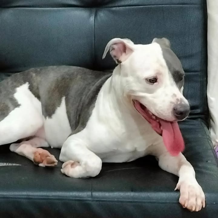 Perrita American Stanford en adopción en Pereira 