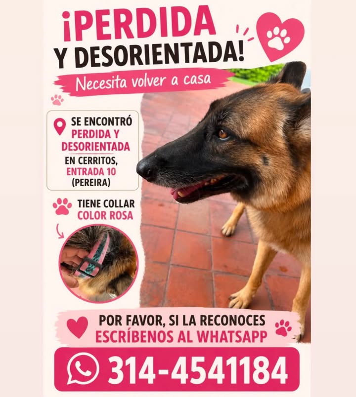 Perrita encontrada en Pereira, Risaralda 