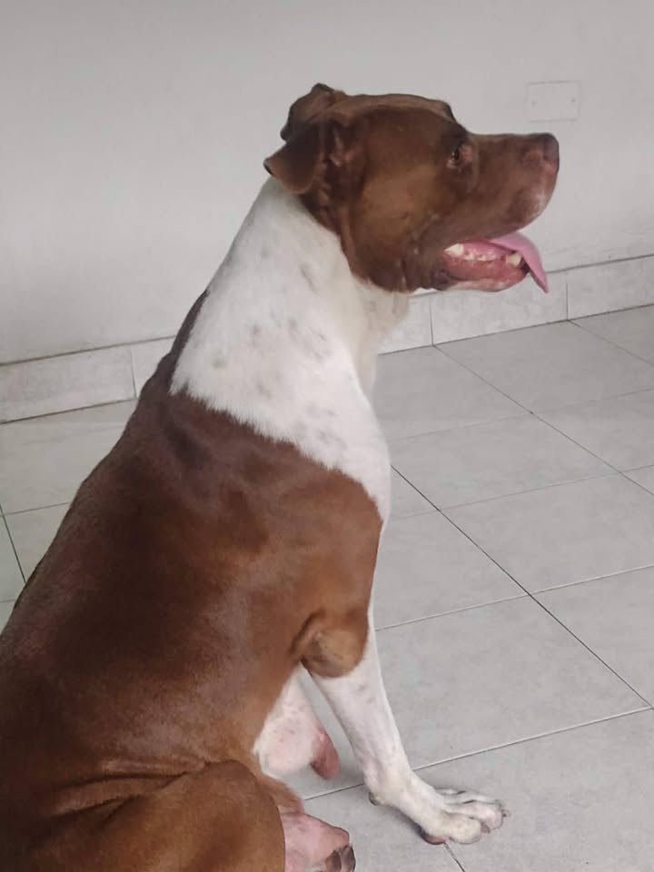 Perrita encontrada en Pereira busca su familia 