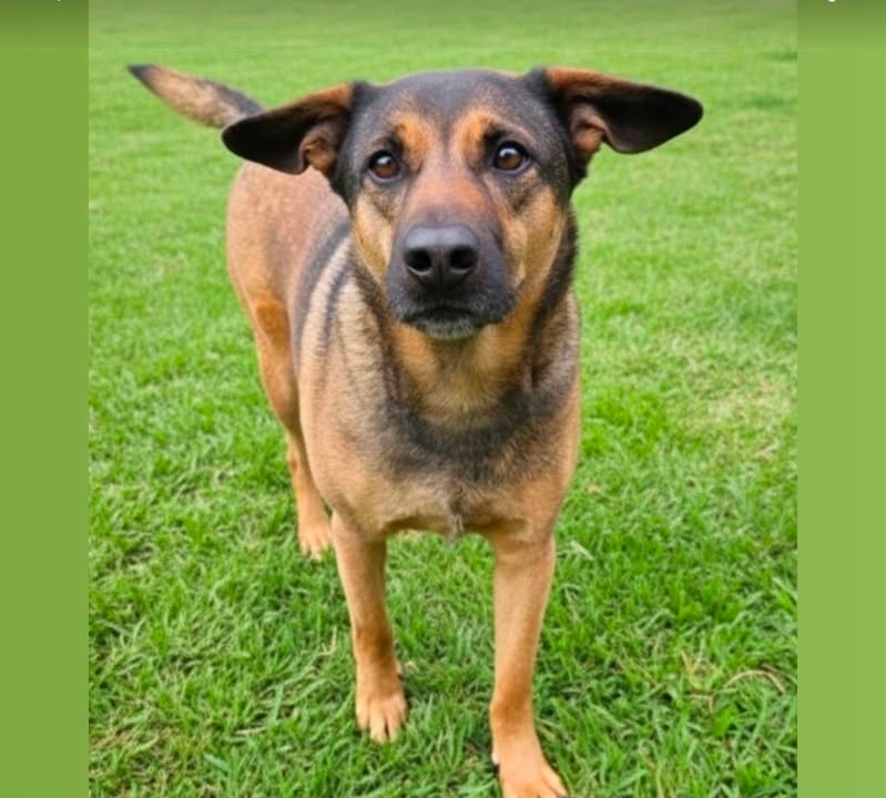 Adopción de perra Luna en Armenia, Quindío 