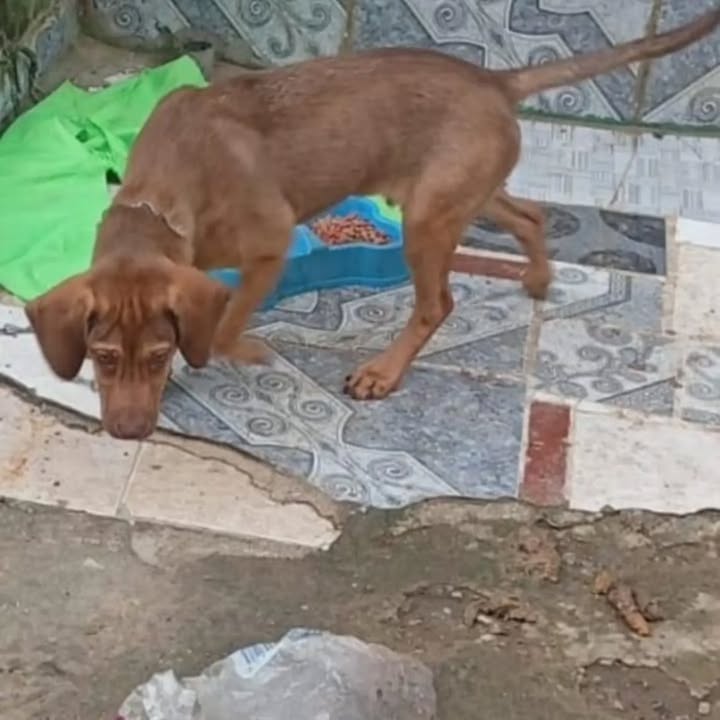 Cachorro en adopción urgente en Dosquebradas 